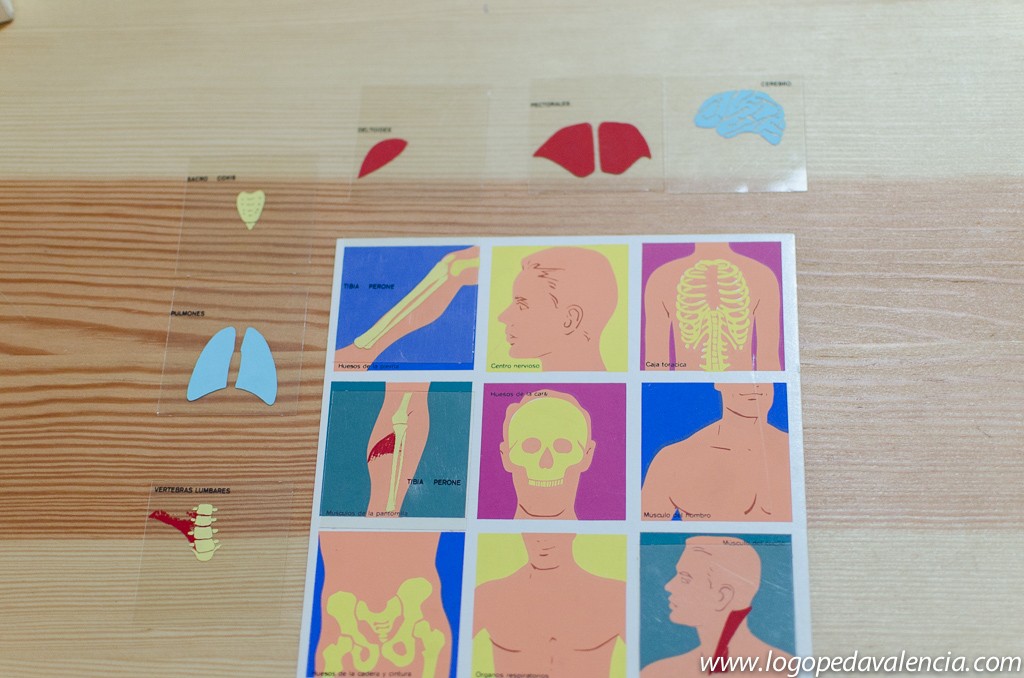 Juego de observación e identificación del cuerpo humano.